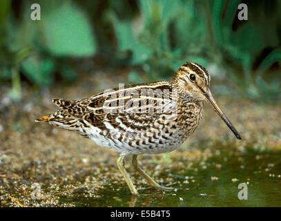 Grande beccaccino Gallinago media Foto Stock