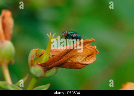 Greenbottle (lucilia caesar) sui morti di fiori di iperico. Foto Stock