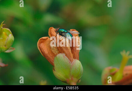 Greenbottle (lucilia caesar) sui morti di fiori di iperico. Foto Stock