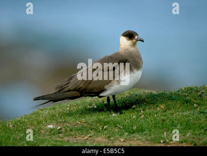 Arctic Skua Stercorarius parasiticus Foto Stock