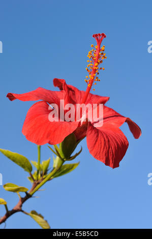 Rodi. Isole Dodecanesi. La Grecia. Rosso di fiori di ibisco. Hibiscus rosa-sinensis. Foto Stock