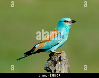 Il rullo Coracias garrulus Foto Stock