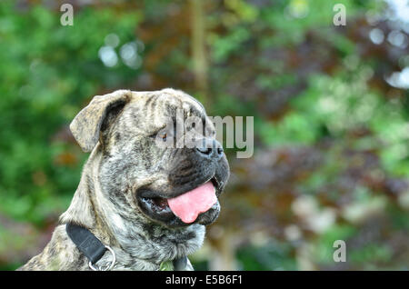 Brindle bullmastiff colorati alert con la lingua fuori Foto Stock