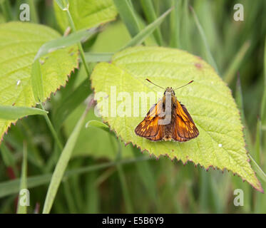 Grande skipper butterfly poggiante su Rovo foglie nel bosco ride in Inghilterra Settentrionale Foto Stock