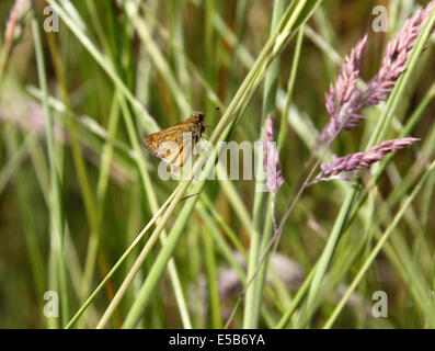 Skipper di grande farfalla in appoggio sulla lama di erba in radura di bosco in Inghilterra Foto Stock