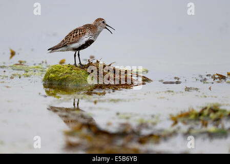 Dunlin, Calidris alpina, singolo uccello in acqua chiamando, Orkney, Giugno 2014 Foto Stock