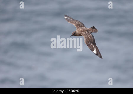 Grande skua, Stercorarius skua, singolo uccello in volo, isole Orcadi, Giugno 2014 Foto Stock