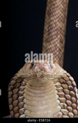 Cobra egiziano / naja haje Foto Stock