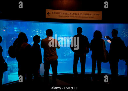 Squalo Balena, squali, pesci, razze, animali marini a nuotare in acqua. Persone, turisti, visitatori, Acquario di Osaka, Giappone, Asia Foto Stock