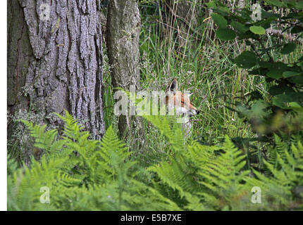 Anni correnti Red Fox cub poltrire sotto il pino nel bosco in Inghilterra Settentrionale Foto Stock