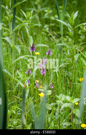 Inizio Marsh-Orchid dal modo Middlewood vicino a Bollington cheshire england Foto Stock