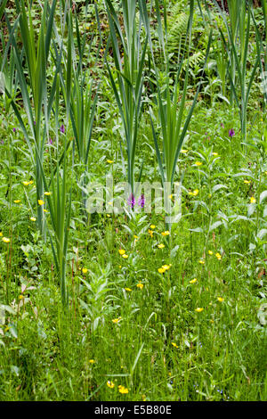 Inizio Marsh-Orchid dal modo Middlewood vicino a Bollington cheshire england Foto Stock