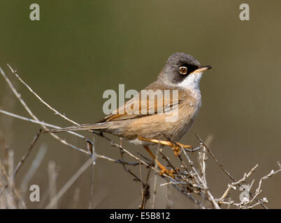 Spectacled trillo - Sylvia conspicillata Foto Stock