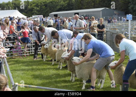 Kelso, Regno Unito. 26 Luglio, 2014. Unione di confine Agricultural Show 2014 gravi a giudicare per il paese del nord Cheviot razza di pecore durante giudicare il giorno due delle frontiere premiere agricoltura e campagna mostra che si terrà nella sede a Kelso di Springwood show-massa, forte di una folla goduto glorioso sole e molte attività agricola e presenta equestre Credito: Rob grigio/Alamy Live News Foto Stock