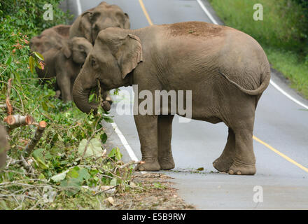 Bella famiglia di elefante asiatico (Elephas maximus) a Khao-Yai parco nazionale,Thailandia Foto Stock
