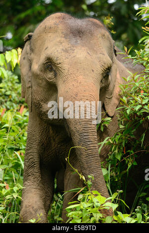Bellissima femmina Elefante asiatico (Elephas maximus) a Khao-Yai parco nazionale,Thailandia Foto Stock