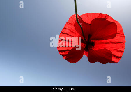 Rosso brillante fiore di papavero ondeggianti romanticamente in dolce vento sulla calda giornata estiva con cielo azzurro e sole riflettendo su petali Foto Stock