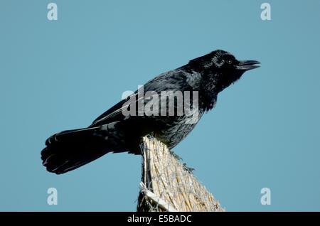 Carrion Crow Corvus corone corone Foto Stock