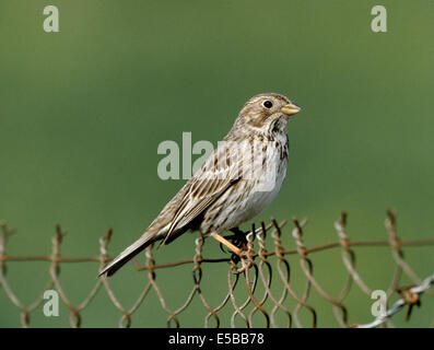 Corn Bunting Miliaria calandra Foto Stock