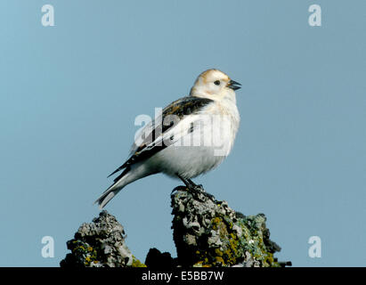 Snow Bunting Plectrophenax nivalis Foto Stock