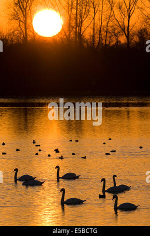 Cigno Cygnus olor Foto Stock