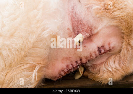 Golden Labrador postoperatorie dopo aver rimosso il tumore mostra maglie e scarichi nel suo collo Foto Stock