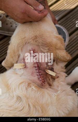 Golden Labrador postoperatorie dopo aver rimosso il tumore mostra maglie e scarichi nel suo collo Foto Stock