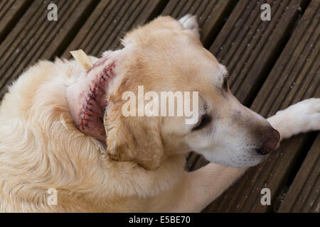 Golden Labrador postoperatorie dopo aver rimosso il tumore mostra maglie e scarichi nel suo collo Foto Stock