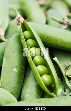 Pisum sativum. Appena raccolto i piselli. Foto Stock