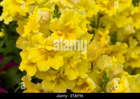 Giallo Antirrhinum comunemente noto come bocche di leone Foto Stock