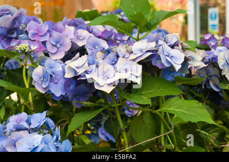 Blue Hydrangea macrophylla comunemente noto come bigleaf hydrangea, Francese hydrangea, lacecap hydrangea, mophead hydrangea penny mac Foto Stock