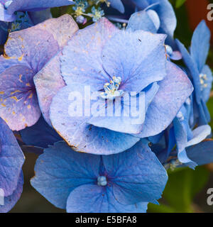 Blue Hydrangea macrophylla comunemente noto come bigleaf hydrangea, Francese hydrangea, lacecap hydrangea, mophead hydrangea, Foto Stock