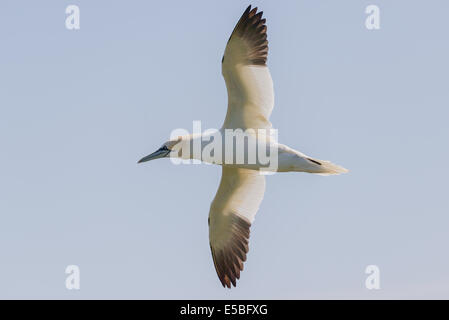 Un northern gannet (Morus bassanus; Sula bassana) svetta soaring in volo battenti airborne contro un cielo nebuloso UK. Foto Stock