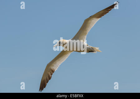 Un northern gannet airborne in volo battenti soaring svetta contro un cielo blu; UK. Foto Stock