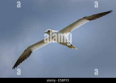 Un northern gannet (Sula bassana; Morus bassanus) airborne in volo battenti svetta contro un cielo nuvoloso; UK. Foto Stock
