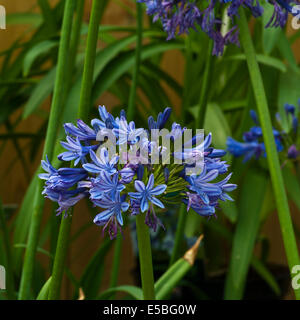 Agapanthus blu mezzanotte Star comunemente noto come un giglio africano Foto Stock