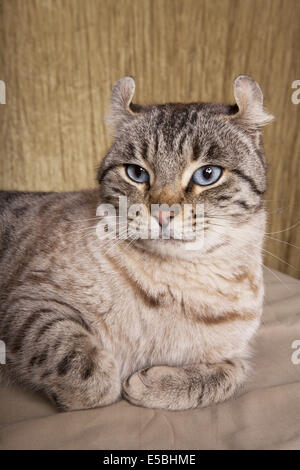 Highland Lynx Gatto sdraiato colpo alla testa con piedini a ricciolo Foto Stock