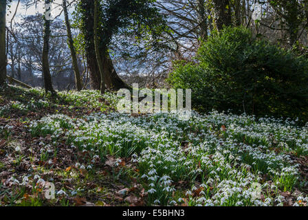 Un tappeto di bucaneve, Galanthus nivalis, tra gli alberi Foto Stock