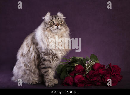 Highland Lynx cat seduto su sfondo viola con bouquet di rose rosse Foto Stock