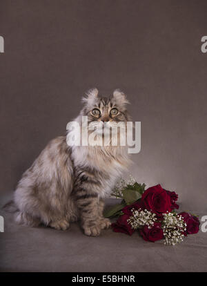 Highland Lynx cat seduta con mazzo di rose con neonati soffio su sfondo nero di seppia Foto Stock