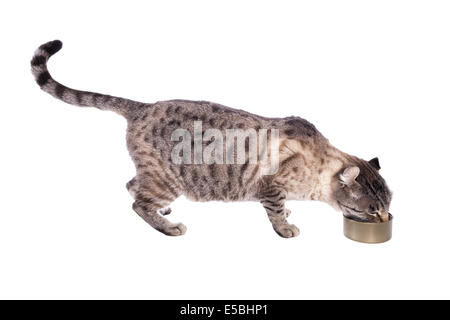 Leopard spotted cat mangiare fuori di alimento di gatto può vista laterale isolata su sfondo bianco Foto Stock