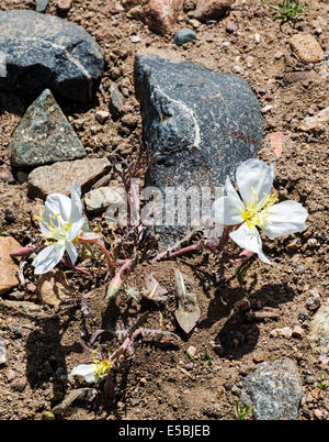 Oenothera caespitosa; Tufted Primula di sera; Evening Primerose; primrose; fiori selvatici in fiore, Central Colorado, STATI UNITI D'AMERICA Foto Stock