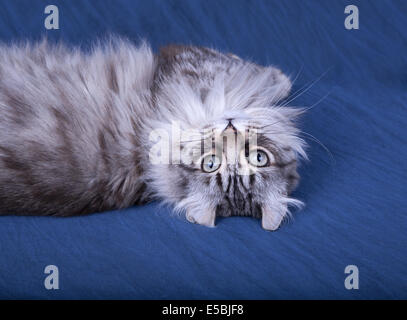 Highland Lynx cat guardando capovolto sdraiato con sfondo blu Foto Stock