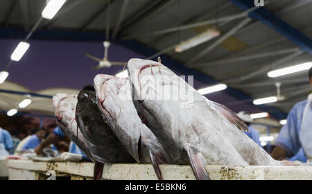 Quattro appena pescato il pesce gatto di grandi dimensioni esposti per la vendita impilati su una fase di stallo all'interno del locale di pesce al coperto souk, un mercato coperto in Deira, Dubai, UAE Foto Stock