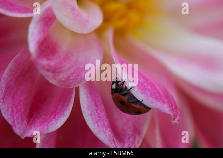 Ladybird close-up: noto anche come ladybugs e lady coleotteri, la coccinella è un membro della famiglia Coccinellidae di piccoli bug. Foto Stock