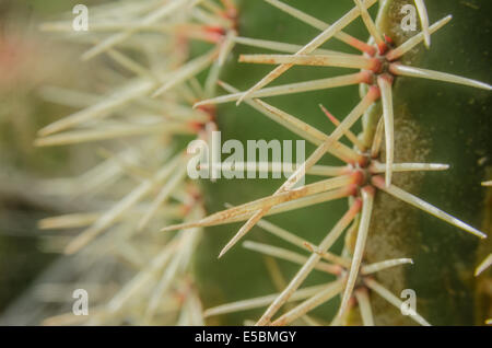 Dettaglio delle spine bianche su una canna cactus stabilimento di San Giovanni, Isole Vergini degli Stati Uniti Foto Stock