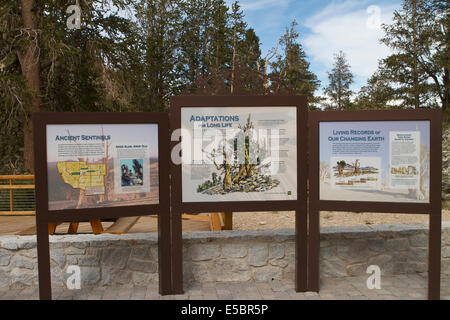 Segni e trail guide all'antica Bristlecone Pine Forest tree. Schulman grove California Foto Stock