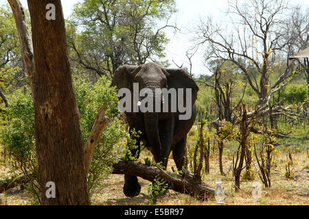 Gli elefanti in & around un campeggio privato in Savuti Botswana Foto Stock