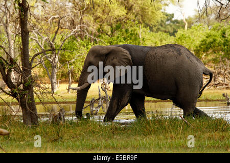 Gli elefanti in & around un campeggio privato in Savuti Botswana, solitaria uno che cammina intorno al bordo del campo Foto Stock