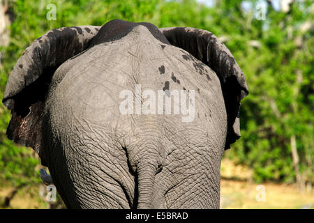 Gli elefanti in & around un campeggio privato in Savuti Botswana, estremità posteriore vista del suo culo o fondo orecchie sbattimenti per conservare al fresco Foto Stock